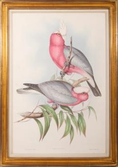 John Gould A Group of Four Parrots by John GOULD - 4103526