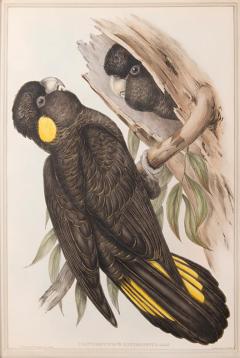 John Gould A Group of Four Parrots by John GOULD - 4103529