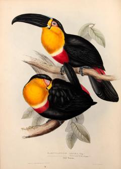 John Gould A Monograph of the Ramphastidae or Family of Toucans by John GOULD - 3885868