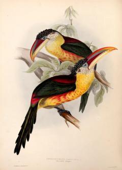 John Gould A Monograph of the Ramphastidae or Family of Toucans by John GOULD - 3885869