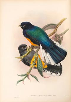 John Gould A Monograph of the Ramphastidae or Family of Toucans by John GOULD - 3885873