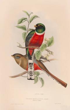 John Gould A Monograph of the Trogonidae or Family of Trogons by John GOULD - 3397253