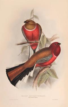John Gould A Monograph of the Trogonidae or Family of Trogons by John GOULD - 3397254
