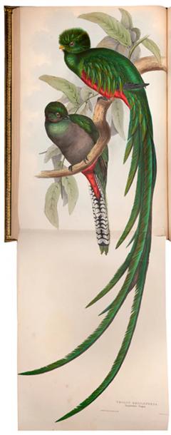 John Gould A Monograph of the Trogonidae or Family of Trogons by John GOULD - 3397263