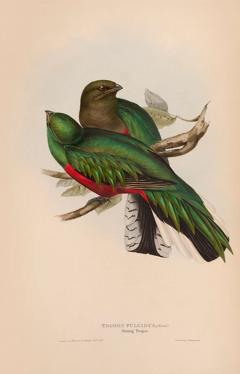 John Gould A Monograph of the Trogonidae or Family of Trogons by John GOULD - 3397264