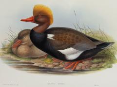 John Gould Branta Rufina Red crested Duck  - 1975479