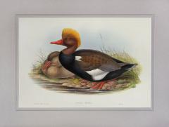 John Gould Branta Rufina Red crested Duck by John GOULD - 3454398