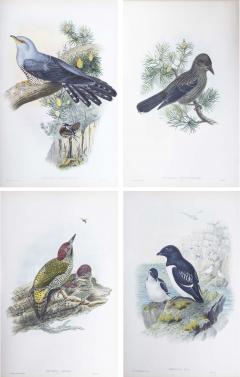 John Gould Four 19th Century Ornithological Prints John Gould The Birds of Great Britain - 2378891
