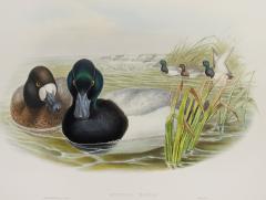 John Gould Fuligula Marila Scaup Duck  - 1975658