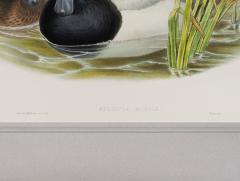 John Gould Fuligula Marila Scaup Duck  - 1975659