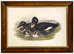 John Gould Group of Four Lithograph Plates of Ducks  - 762250