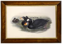 John Gould Group of Four Lithograph Plates of Ducks  - 762251