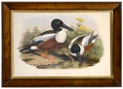 John Gould Group of Four Lithograph Plates of Ducks  - 762253