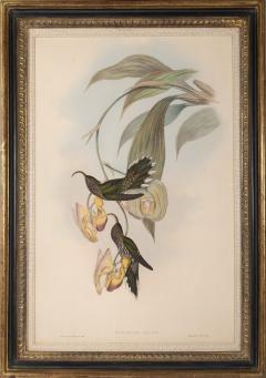 John Gould Group of Nine Humming Birds  - 2537626