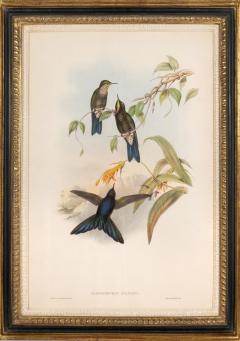 John Gould Group of Nine Humming Birds  - 2537627