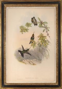 John Gould Group of Nine Humming Birds  - 2537628