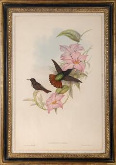 John Gould Group of Nine Humming Birds  - 2537629