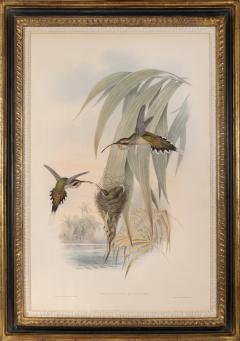 John Gould Group of Nine Humming Birds  - 2537630