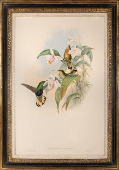 John Gould Group of Nine Humming Birds  - 2537631