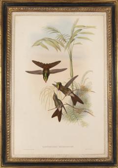 John Gould Group of Nine Humming Birds  - 2537632