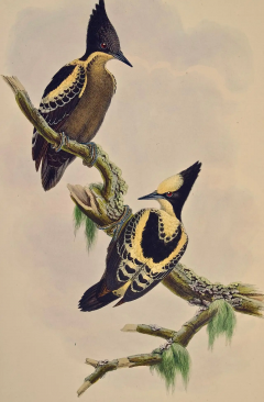 John Gould Heart Spotted Woodpeckers A 19th C Gould Hand colored Lithograph - 2739052