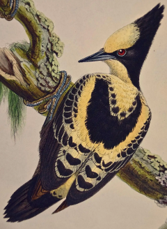 John Gould Heart Spotted Woodpeckers A 19th C Gould Hand colored Lithograph - 2739059
