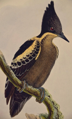 John Gould Heart Spotted Woodpeckers A 19th C Gould Hand colored Lithograph - 2739063