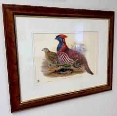 John Gould Henry Constantine Richter Birds of Asia Temmincks Tragopan Print - 3572808