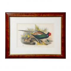 John Gould Japanese Pheasant Phasianus Versicolo Large Lithograph Framed - 3653978