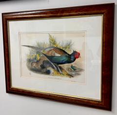 John Gould Japanese Pheasant Phasianus Versicolo Large Lithograph Framed - 3653979