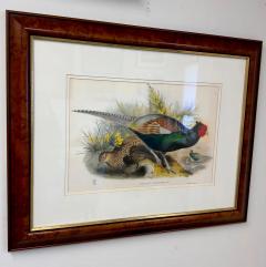 John Gould Japanese Pheasant Phasianus Versicolo Large Lithograph Framed - 3653984