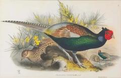 John Gould Japanese Pheasant Phasianus Versicolo Large Lithograph Framed - 3654094