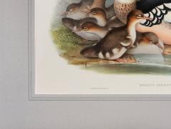 John Gould Mergus Serrator Merganser  - 1975661