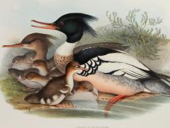 John Gould Mergus Serrator Merganser  - 1975662