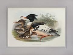 John Gould Mergus Serrator Merganser  - 1975664