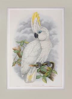 John Gould One Cockatoo Cacatua Opthalmica Blue eyed Cockatoo by John Gould - 3277512