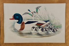 John Gould Pair of 19th C Hand colored Lithographs of Ducks by John Gould - 2694528