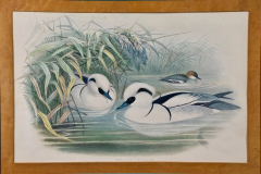 John Gould Pair of 19th C Hand colored Lithographs of Ducks by John Gould - 2694570
