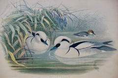 John Gould Pair of 19th C Hand colored Lithographs of Ducks by John Gould - 2694573