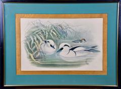 John Gould Pair of 19th C Hand colored Lithographs of Ducks by John Gould - 2694576