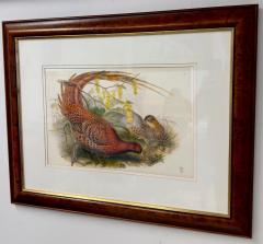 John Gould Pheasants Phasianus Soemmeringii Large Lithograph Framed - 3637349