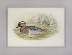 John Gould Querquedula Circia Garganey  - 1975419