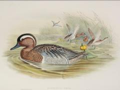 John Gould Querquedula Circia Garganey  - 1975420