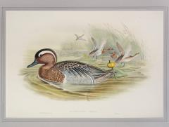 John Gould Querquedula Circia Garganey  - 1975421