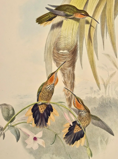 John Gould Saw bill Hummingbirds Nest Eggs 19th C Gould Hand colored Grypus Naevius  - 2671238