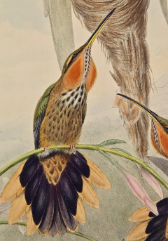 John Gould Saw bill Hummingbirds Nest Eggs 19th C Gould Hand colored Grypus Naevius  - 2671245