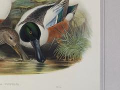 John Gould Spatula Clypeata Shoveller Duck  - 1975679