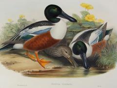 John Gould Spatula Clypeata Shoveller Duck  - 1975681