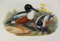 John Gould Spatula Clypeata Shoveller Duck  - 1977023