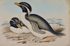 John Gould Three Gould Hand colored Lithographs from Birds of Australia and New Zealand - 2696131